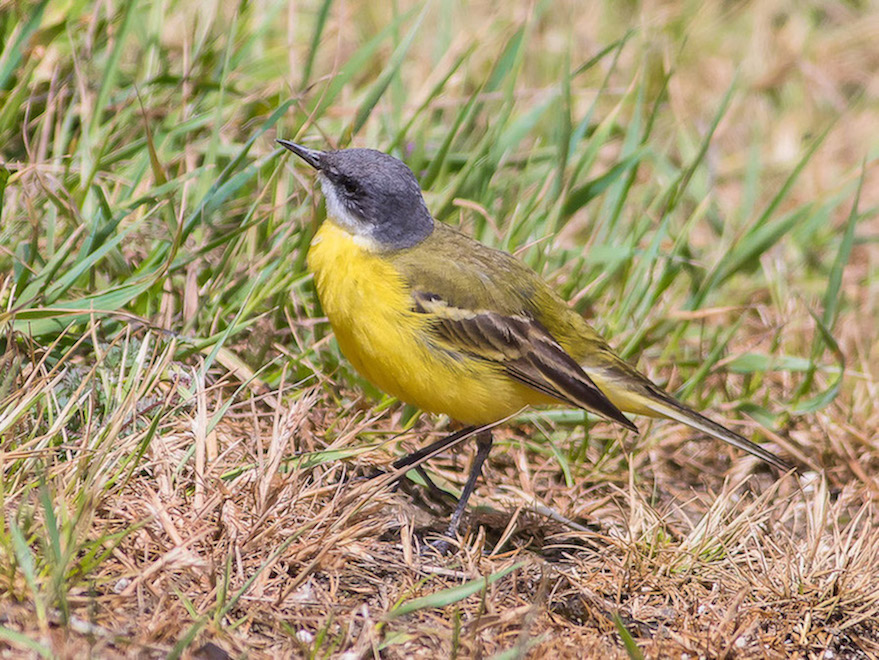 Cutrettola (Motacilla flava ssp. cinereocapilla)